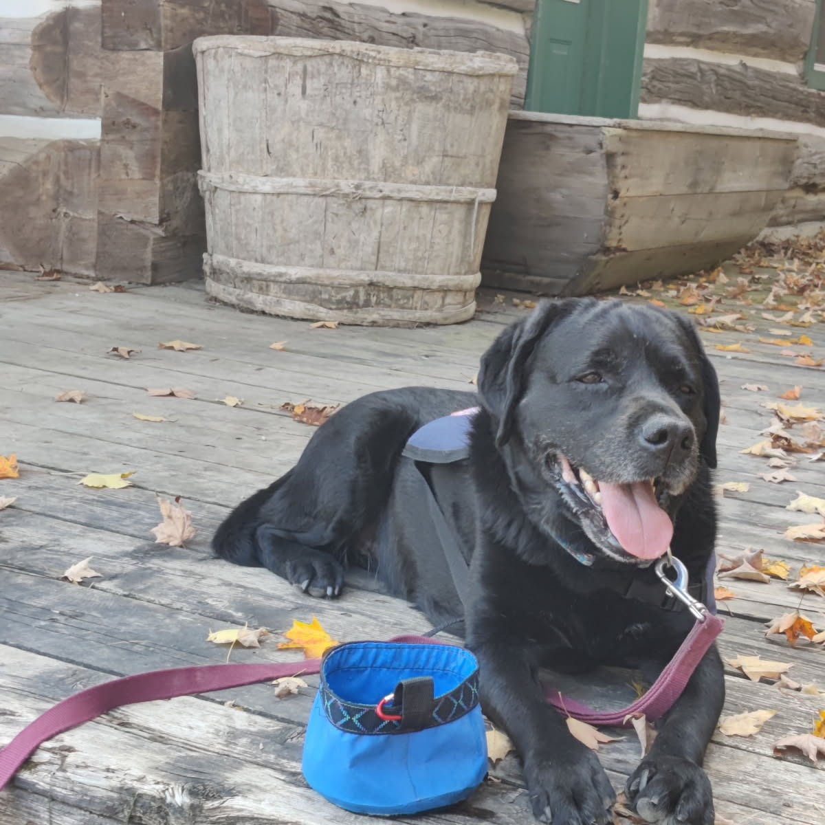 Thank you Bailey for being what was needed and making a difference in a young person's life. We celebrate you today for all the lives you've touched.

You will be missed. 

It is with heavy hearts that we announce the passing of our sweet Bailey. When Elizabeth from Kingston 4 Paws Service Dogs brought Bailey to our home in March of 2016, I could not have imagined the impact that she would have on our lives and hundreds of children, youth and adults. Whether it was at school, a hockey rink, a bingo, a grocery store, a coffee shop and yes, even at a funeral, Bailey always won over the room. I was grateful when my E.D Shawn Quigley at Youth Diversion was open to the idea of partnering with K4Paws and allowing Bailey to become my sidekick when I visited my schools. For a lot of young kids who had never met with a counsellor, Bailey was the perfect buffer. Of course, it was not long after that I became the side kick. I eventually got used to everyone greeting Bailey first with pets and then hearing “Oh, hi Dale” lol. It was truly an honor and a privilege to be able to witness all the joy that she brought to everyone each day. Her last year of retirement was spent having slow walks, lazy afternoons and snuggles. We would like to thank everyone from @k4pawssd, Tamworth Veterinary Services - Dr Lori Forester, Youth Diversion, @limestonedsb, @algonquin_lakeshore, all her doggie sitters and Tola for all the support and love they gave Bailey over the years. She will be greatly missed.
Lisa, Liam, and Dale
 

#pettherapy #ygk #servicedog